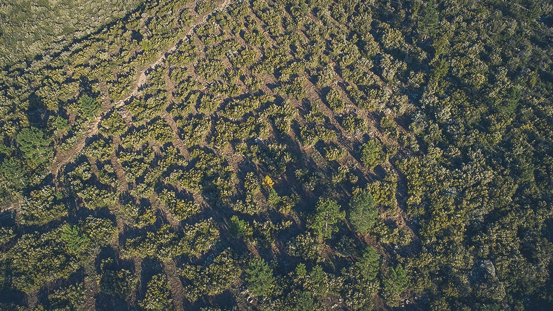Zone démaquisée aménagement cynégétique Corse — Visualta fédération départementale chasseurs