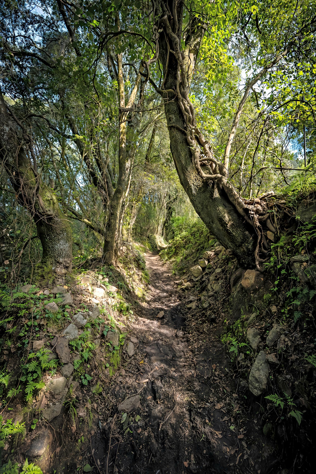 Chemin Vert